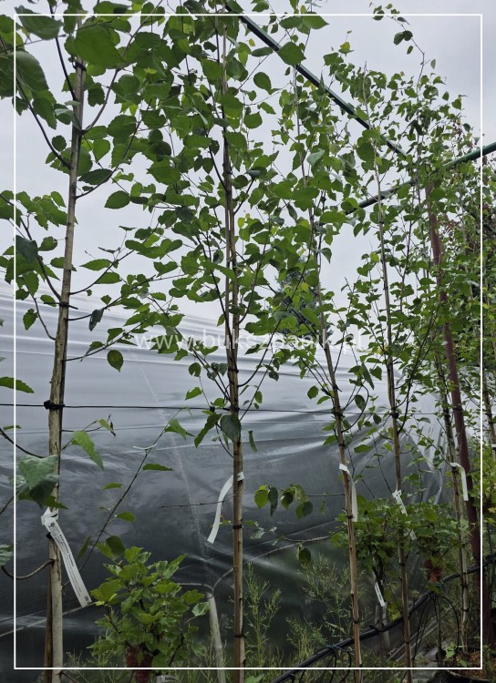 Brzoza pożyteczna- Betula utilis Doorenbos