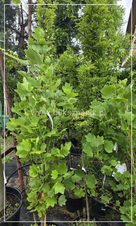 Tulipanowiec amerykański FASTIGIATA - Liriodendron tulipifera