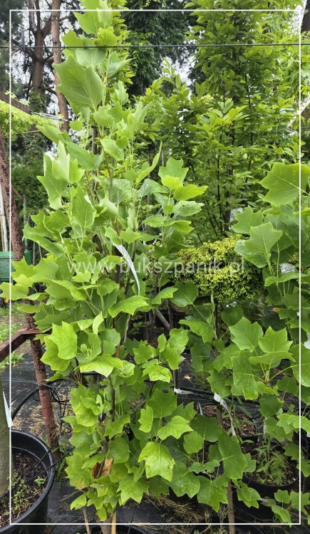 Tulipanowiec amerykański FASTIGIATA - Liriodendron tulipifera