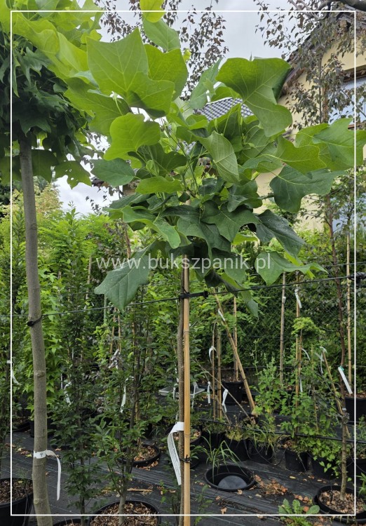 Tulipanowiec amerykański EDWARD GURSZTYN PBR PA170-180cm