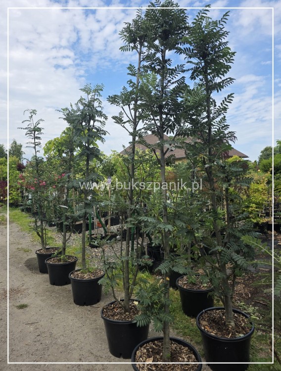 Jarząb pospolity FASTIGIATA- Sorbus aucuparia
