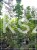 Klon pospolity Warmia- Acer platanoides ob. 10-12cm