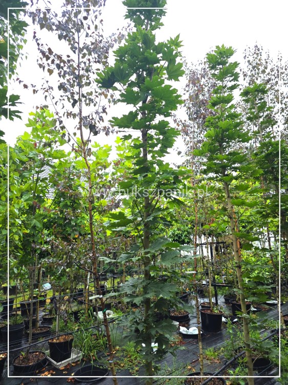 Klon pospolity Warmia- Acer platanoides ob. 10-12cm