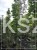 Klon pospolity Warmia- Acer platanoides ob. 10-12cm