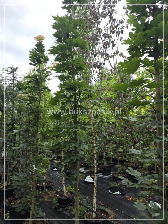 Klon pospolity Warmia- Acer platanoides ob. 10-12cm