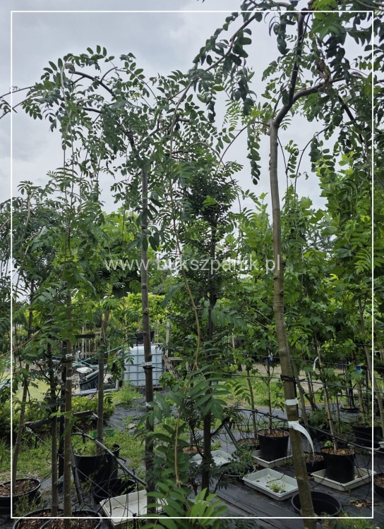 Jarząb pospolity PENDULA- Sorbus aucuparia PA220 ob 10-12cm