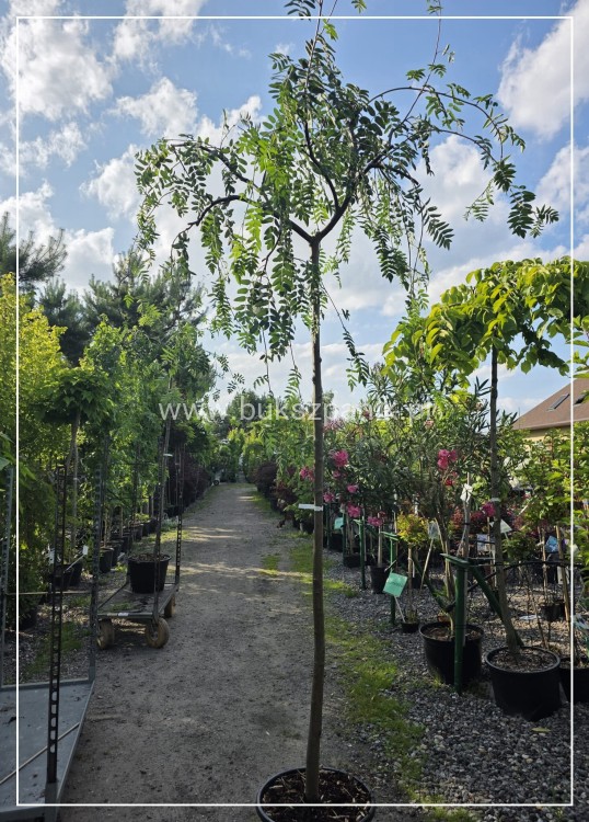 Jarząb pospolity PENDULA- Sorbus aucuparia PA220 ob 10-12cm