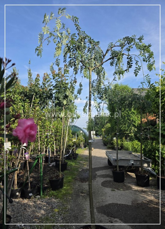 Jarząb pospolity PENDULA- Sorbus aucuparia PA220 ob 10-12cm