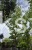 Lipa drobnolistna GREENSPIRE - Tilia cordata ob.12-14