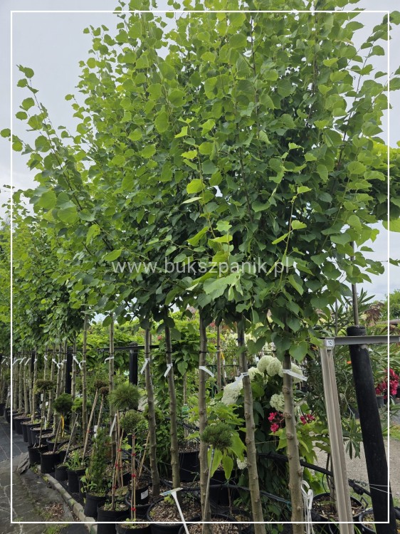 Lipa holenderska PALLIDA - Tilia europea ob 16-18cm