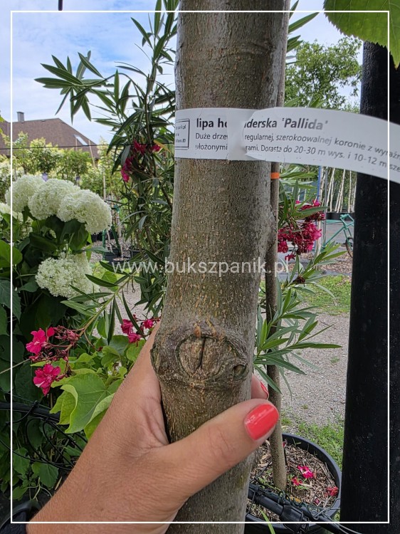 Lipa holenderska PALLIDA - Tilia europea ob 16-18cm
