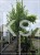 Lipa holenderska PALLIDA - Tilia europea ob 16-18cm