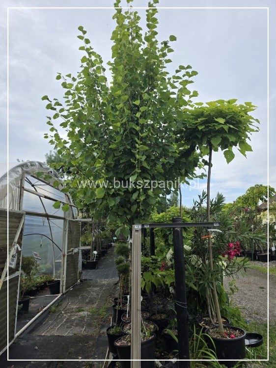 Lipa holenderska PALLIDA - Tilia europea ob 16-18cm