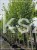 Lipa holenderska PALLIDA - Tilia europea ob 16-18cm