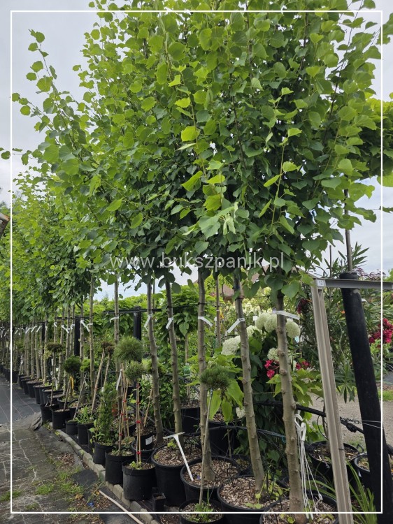 Lipa holenderska PALLIDA - Tilia europea ob 16-18cm
