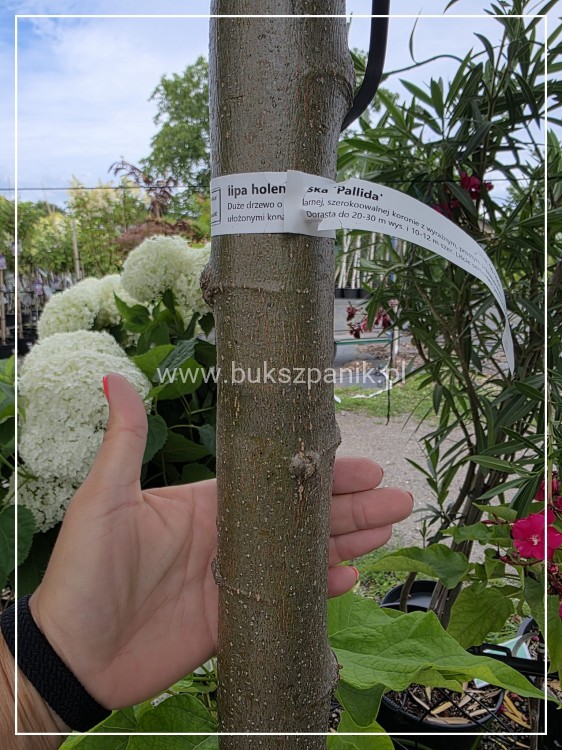 Lipa holenderska PALLIDA - Tilia europea ob 16-18cm
