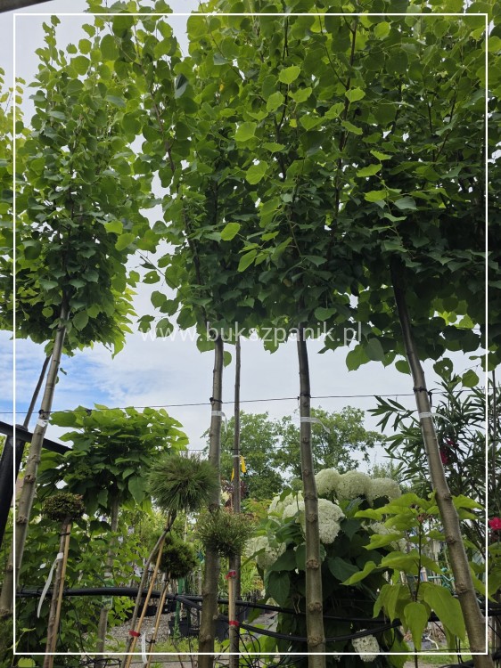 Lipa holenderska PALLIDA - Tilia europea ob 16-18cm