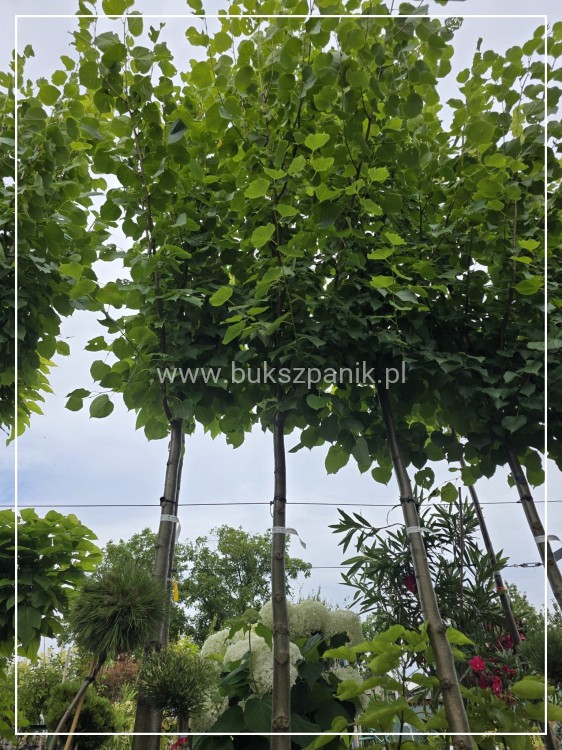 Lipa holenderska PALLIDA - Tilia europea ob 16-18cm