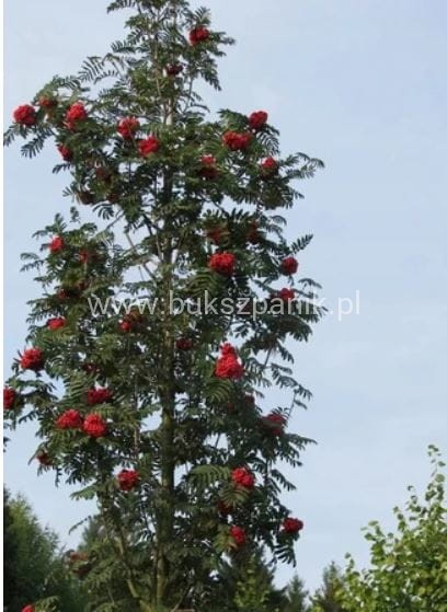 Jarząb pospolity FASTIGIATA- Sorbus aucuparia