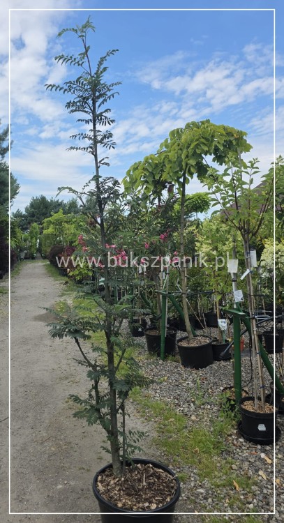 Jarząb pospolity FASTIGIATA- Sorbus aucuparia