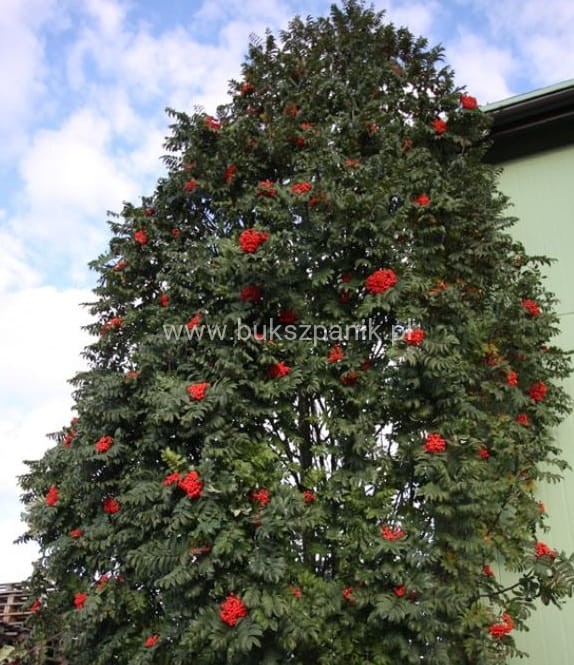 Jarząb pospolity FASTIGIATA- Sorbus aucuparia