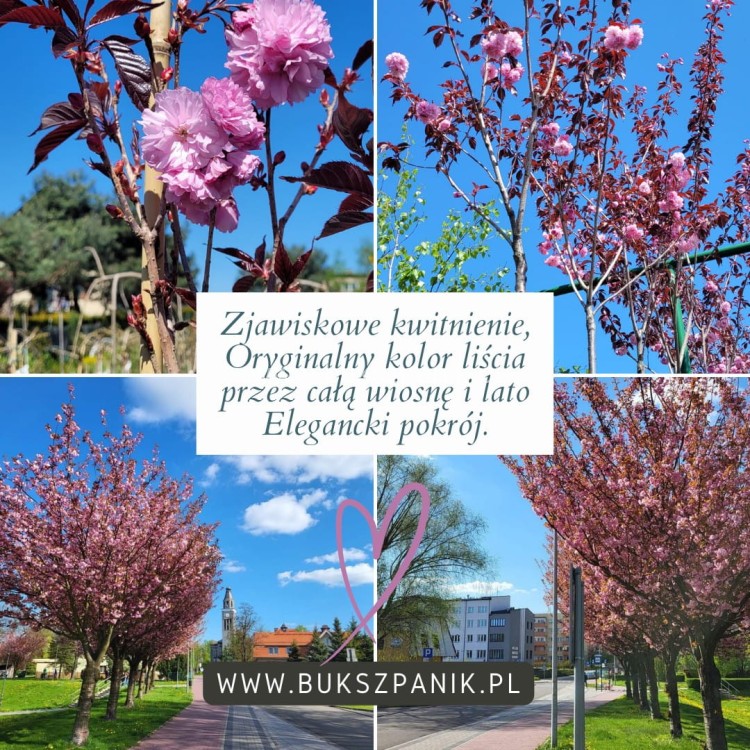 Wiśnia piłkowana Royal Burgundy- Prunus serrulata PA 220cm ob.12-14cm