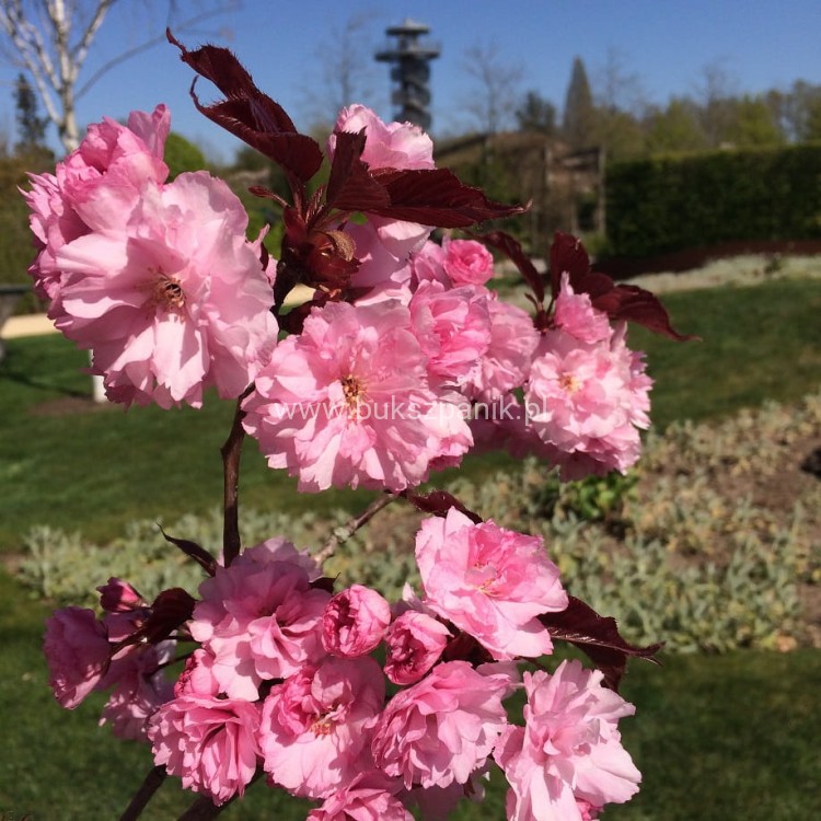 Wiśnia piłkowana Royal Burgundy- Prunus serrulata PA 220cm ob.12-14cm