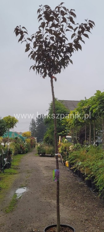 Wiśnia piłkowana Royal Burgundy- Prunus serrulata PA 220cm ob.12-14cm