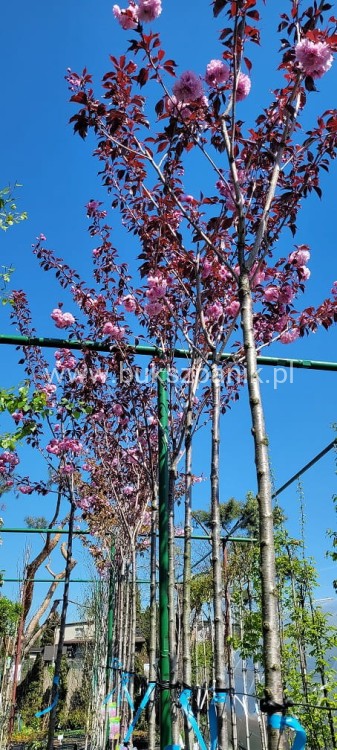 Wiśnia piłkowana Royal Burgundy- Prunus serrulata PA 220cm ob.12-14cm