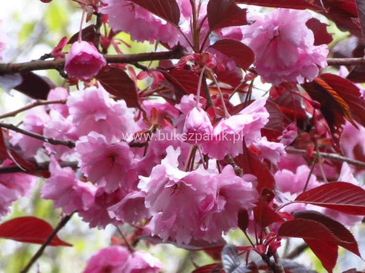 Wiśnia piłkowana Royal Burgundy- Prunus serrulata PA 220cm ob.12-14cm