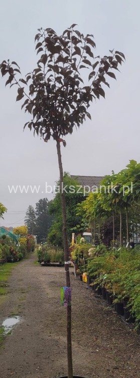 Wiśnia piłkowana Royal Burgundy- Prunus serrulata PA 220cm ob.12-14cm