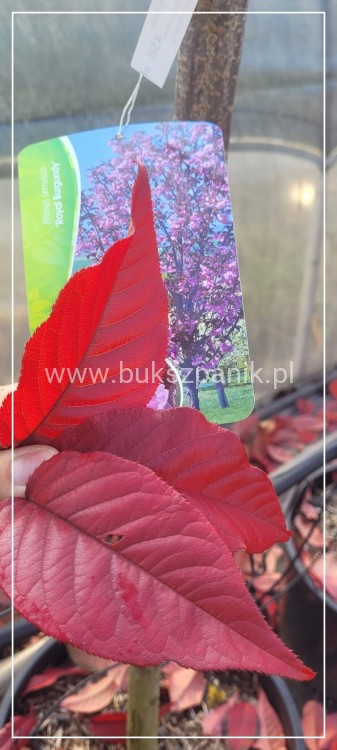 Wiśnia piłkowana Royal Burgundy- Prunus serrulata PA 220cm ob.12-14cm