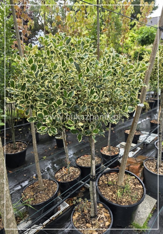Ostrokrzew kolczasty Ilex aquifolium -Argentea Marginata KULA Pa90-110c