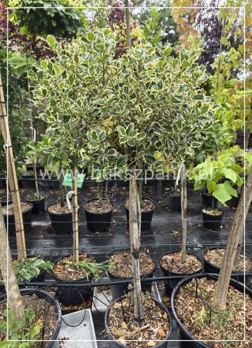 Ostrokrzew kolczasty Ilex aquifolium -Argentea Marginata KULA Pa90-110c
