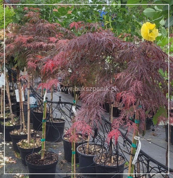 Klon palmowy INABA SHIDARE - Acer palmatum PA85-110 /40-60