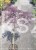 Klon palmowy INABA SHIDARE - Acer palmatum PA85-110 /40-60