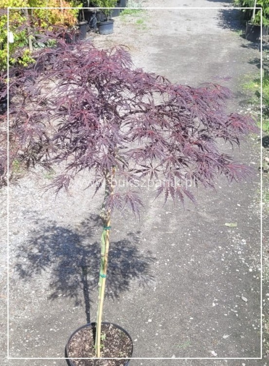 Klon palmowy INABA SHIDARE - Acer palmatum PA85-110 /40-60