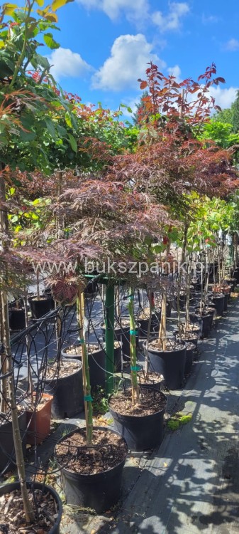 Klon palmowy INABA SHIDARE - Acer palmatum PA85-110 /40-60