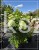 Hortensja bukietowa Limelight c25l