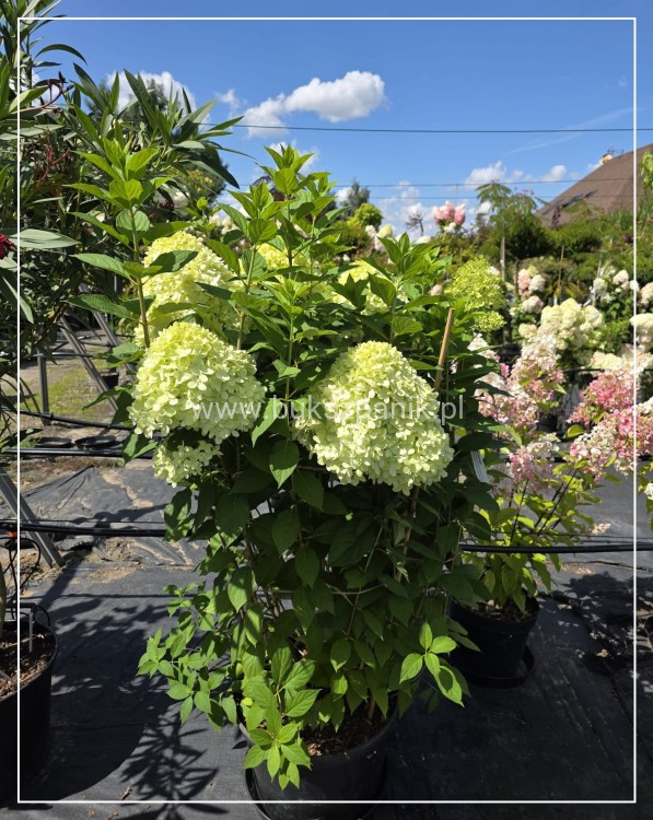 Hortensja bukietowa Limelight c25l
