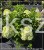 Hortensja bukietowa Limelight c25l