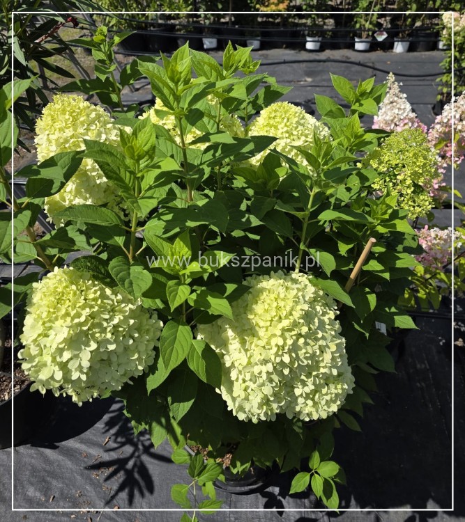 Hortensja bukietowa Limelight c25l