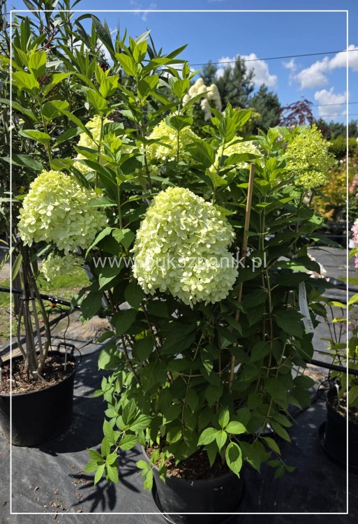 Hortensja bukietowa Limelight c25l
