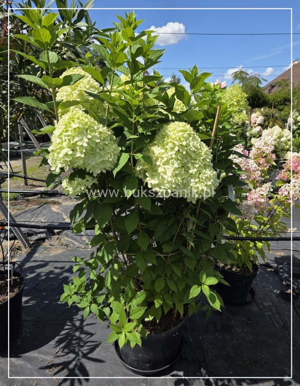 Hortensja bukietowa Limelight c25l