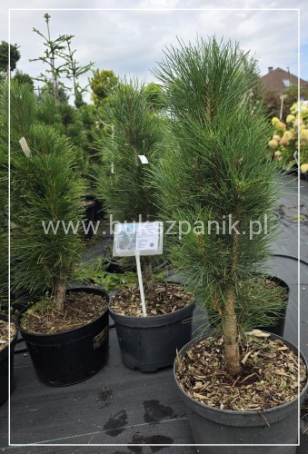 Sosna czarna GREEN TOWER - Pinus nigra C15l, 80cm