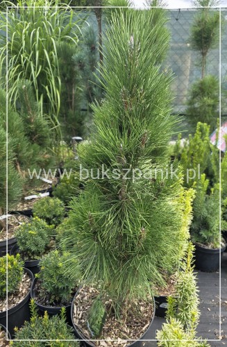 Sosna czarna Zimmer- pinus nigra