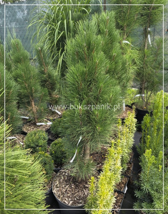Sosna czarna Zimmer- pinus nigra