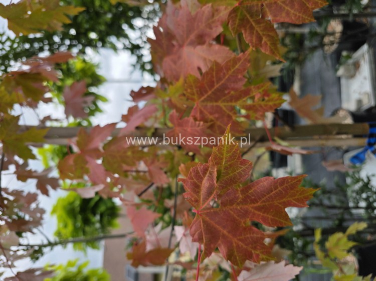 1000032813.jpgKlon Freemana Autumn Blaze- Acer Freemanii
