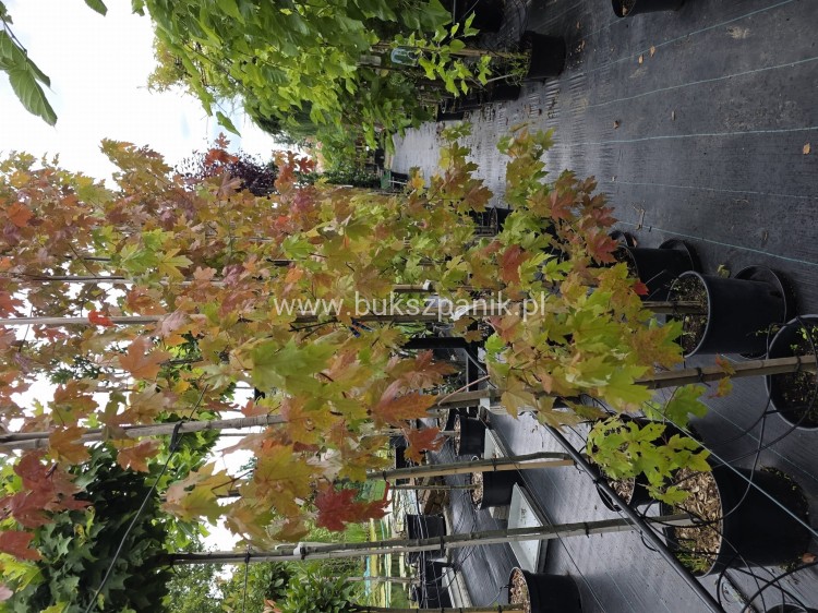 Klon Freemana Autumn Blaze- Acer Freemanii
