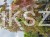 Klon Freemana Autumn Blaze- Acer Freemanii